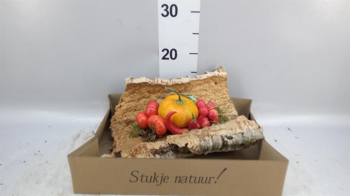 <h4>Cucurbita   ...</h4>