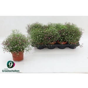 GYPS MURALIS GEM POT