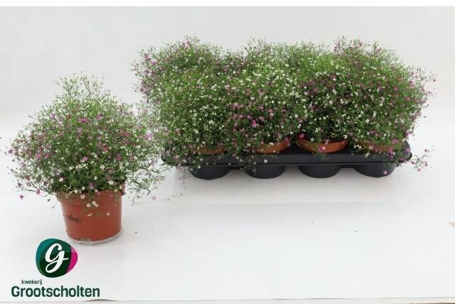 <h4>GYPS MURALIS GEM POT</h4>