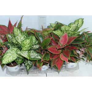 AGLAONEMA VARIADA P12 PREMIUM