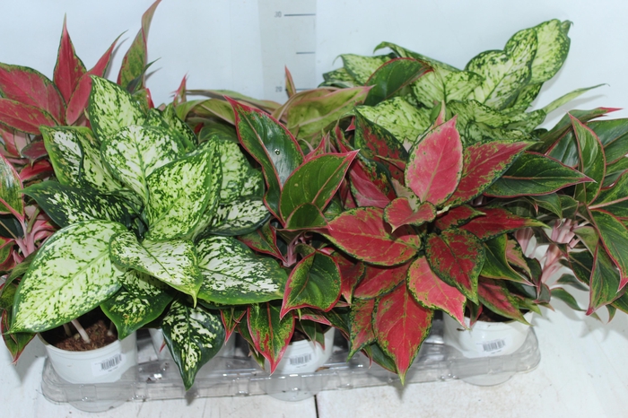 <h4>AGLAONEMA VARIADA P12 PREMIUM</h4>