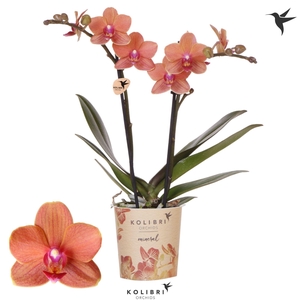 Kolibri Orchids Phalaenopsis Mineral Bolzano 2 spike