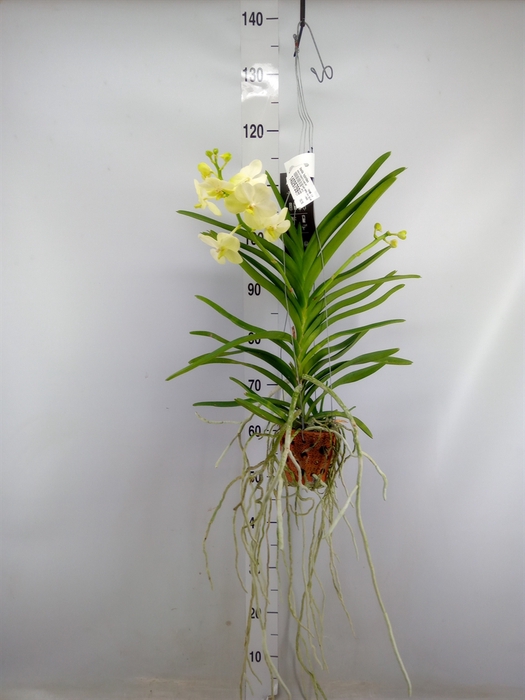 <h4>Vanda  hybriden</h4>