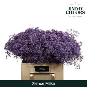 Gyps xlence L60 Milka