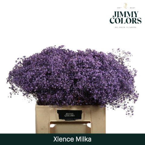 <h4>Gyps xlence L60 Milka</h4>