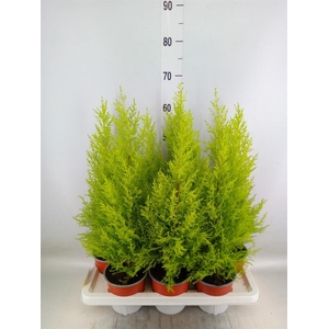 Cupressus macro. 'Goldcrest Wilma'
