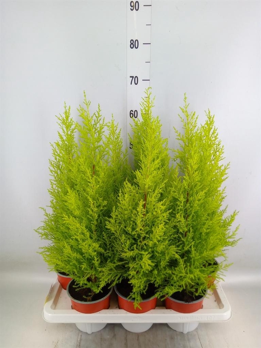 <h4>Cupressus macro. 'Goldcrest Wilma'</h4>