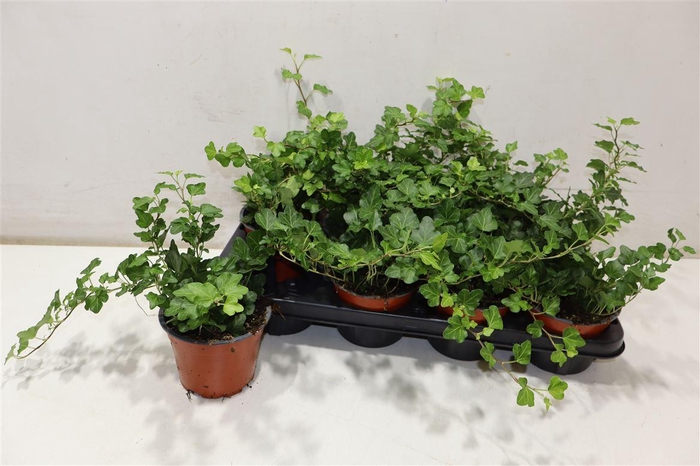 <h4>arr8 Hed He Wonder</h4>