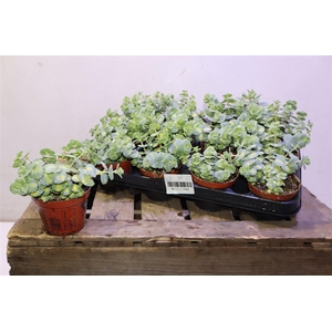 Sedum Si Mediovarieg