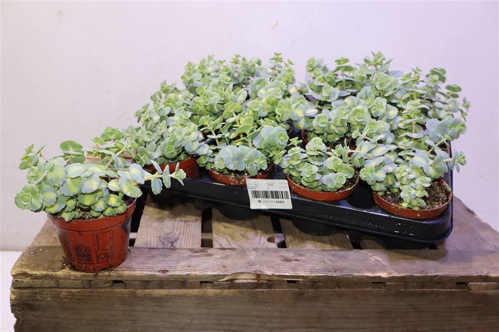<h4>Sedum Si Mediovarieg</h4>