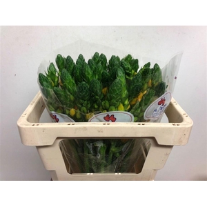 ORNIT DB BRIGHT STAR