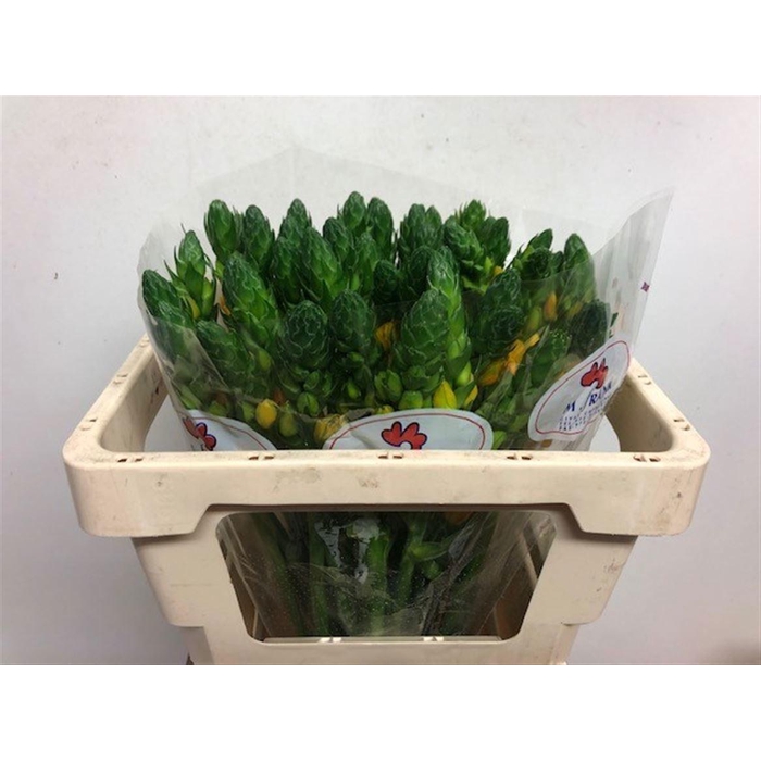 <h4>ORNIT DB BRIGHT STAR</h4>