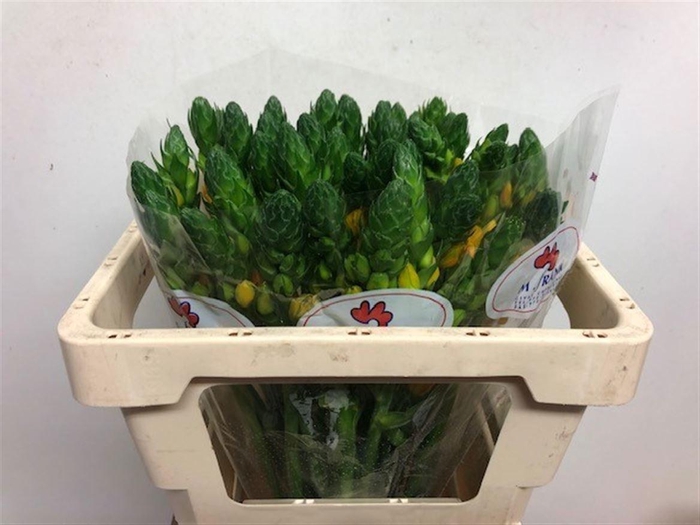 ORNIT DB BRIGHT STAR