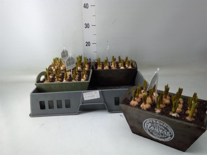 <h4>Arr. Muscari L%</h4>