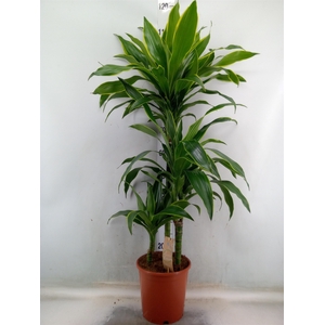 Dracaena fr de 'Art'