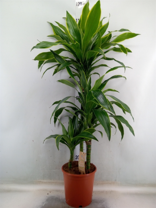 <h4>Dracaena fr de 'Art'</h4>