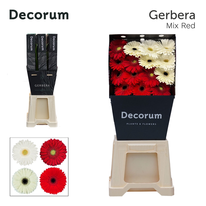 <h4>Gerbera Mix Red Diamond</h4>