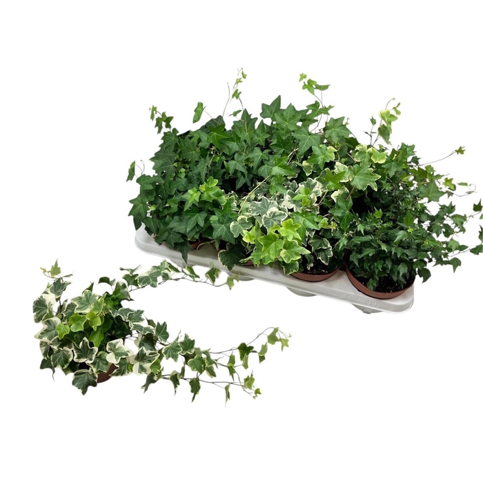 <h4>HED HE GEM 3 SRT</h4>