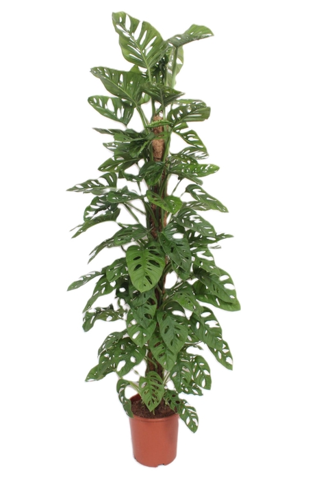 <h4>Monstera obliqua Monkey Leaf</h4>
