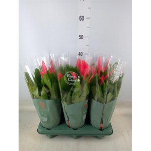 Vriesea  'Intenso Pink'