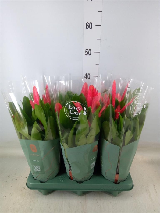 <h4>Vriesea  'Intenso Pink'</h4>