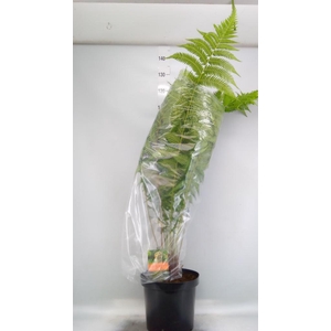 Dicksonia antarctica