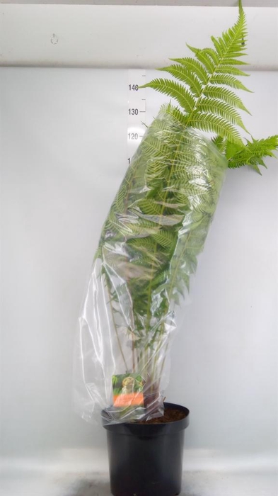 <h4>Dicksonia antarctica</h4>