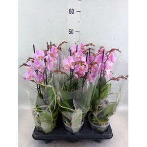 Phalaenopsis multi. 'Beaution'