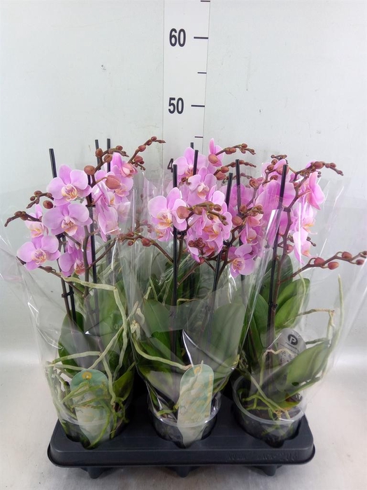 <h4>Phalaenopsis multi. 'Beaution'</h4>