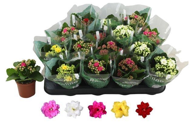 <h4>KALAN CALAN MIX ROSALINA P7</h4>