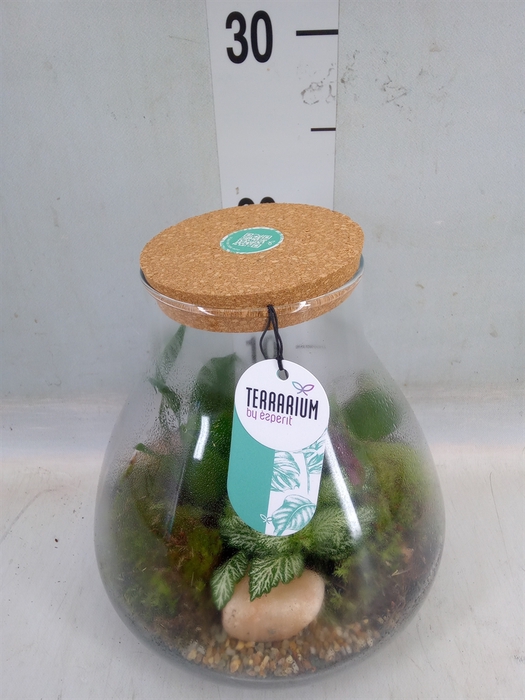 <h4>Arr.   Planten H%</h4>