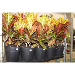 CROTON HIBRIDO PETRA P24