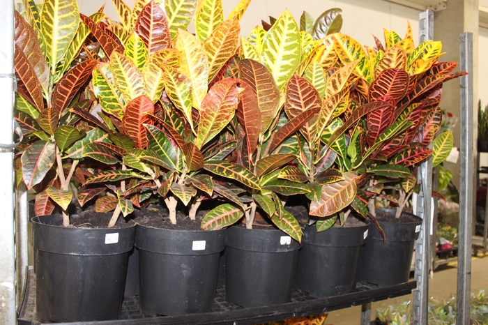 <h4>CROTON HIBRIDO PETRA P24</h4>