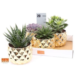 Succ Gem 4 Srt In Keramieke Deco Pot