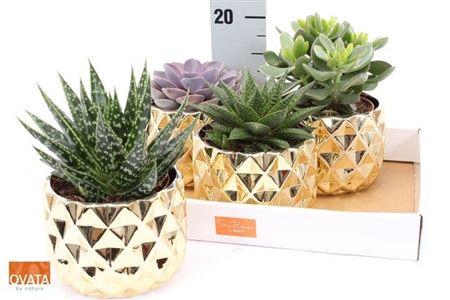 <h4>Succ Gem 4 Srt In Keramieke Deco Pot</h4>