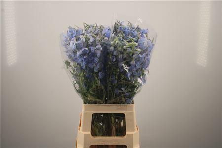 <h4>Delph En Ballkleid Pale Blue</h4>