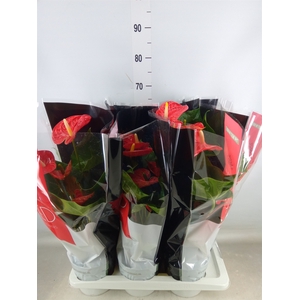 Anthurium andr. 'Madural'