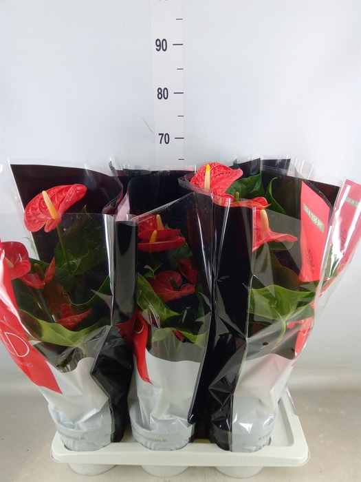 <h4>Anthurium andr. 'Madural'</h4>