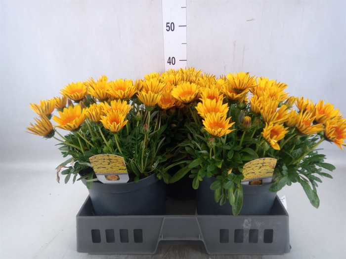 Gazania rig. 'Gazoo Orange w Ring'