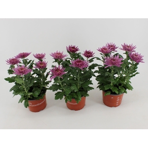 Chrysant Anastasia Lilac