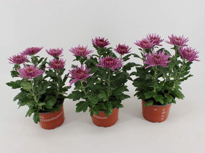 <h4>Chrysant Anastasia Lilac</h4>