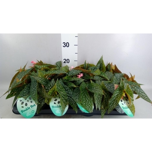 Begonia BD  'Double Dot'