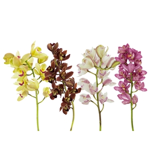 CYMBIDIUM MAX MISTO 5/8 HT MIN 5 FLS