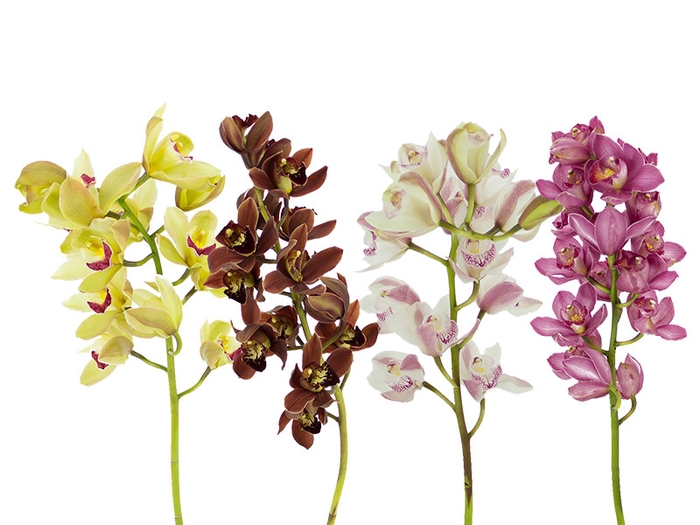 CYMBIDIUM MAX MISTO 5/8 HT MIN 5 FLS