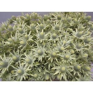 Eryn Orion Creme L50