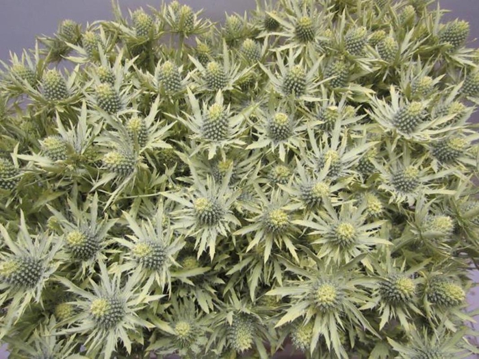 <h4>Eryn Orion Creme L50</h4>