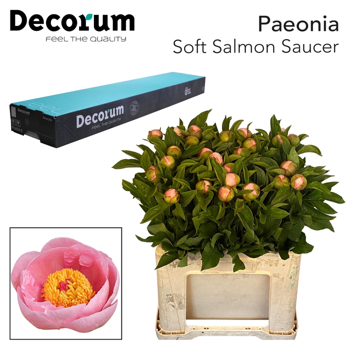 <h4>Paeonia soft salmon saucer</h4>