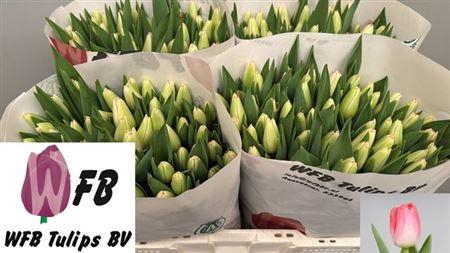 <h4>Tu En Supermodel</h4>