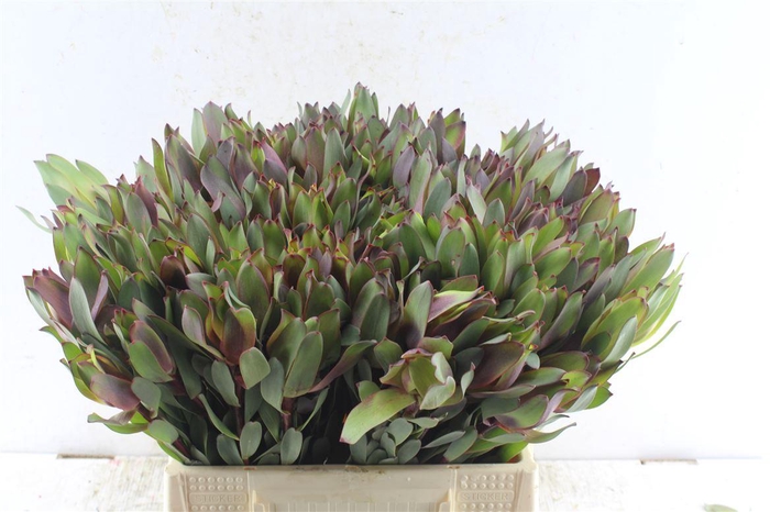 <h4>Leucad Senorita</h4>