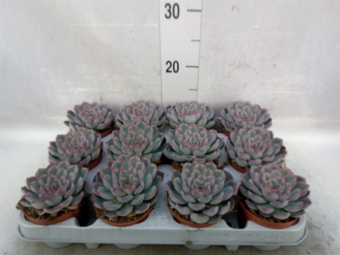 <h4>Echeveria  'Hercules'</h4>